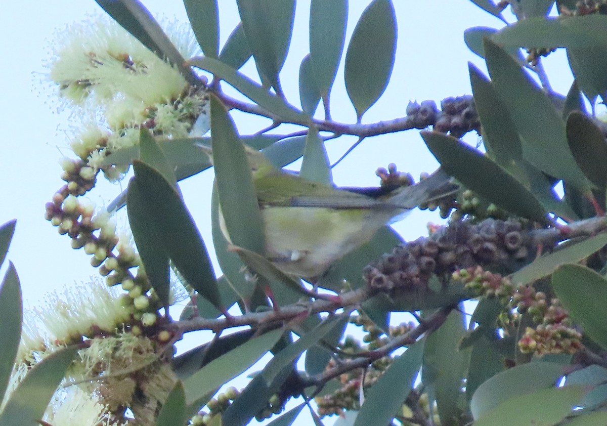 Tennessee Warbler - ML646003616