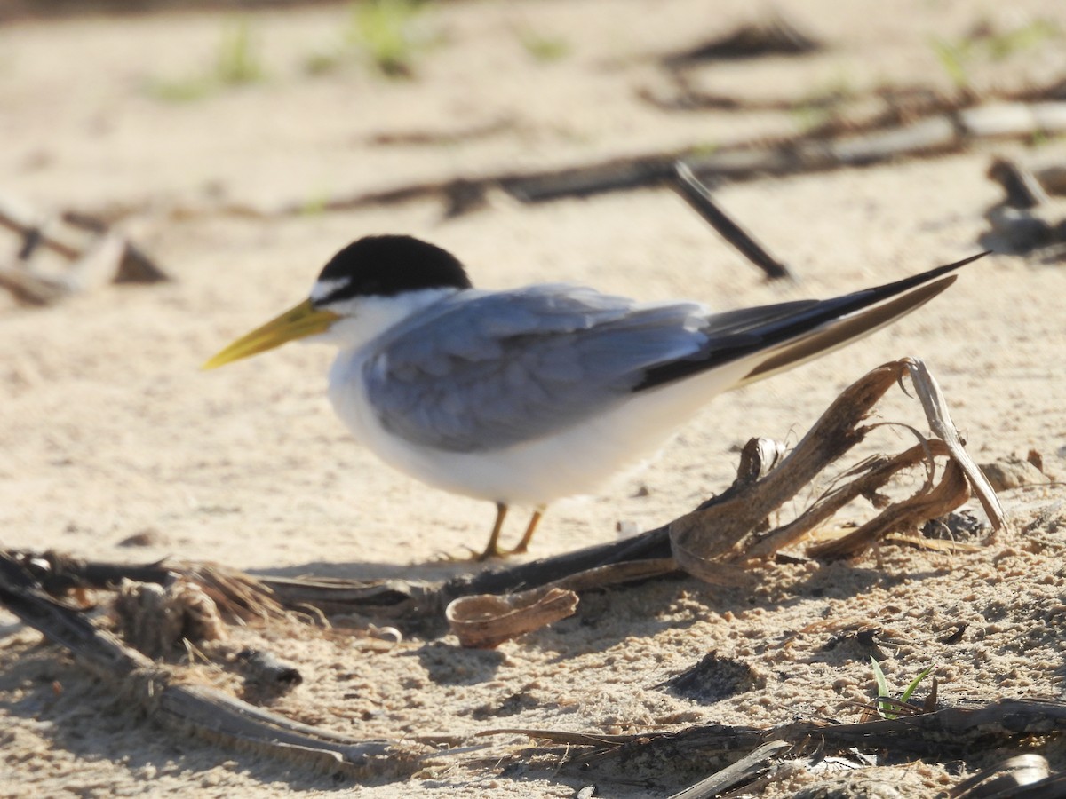 Yellow-billed Tern - ML646003622