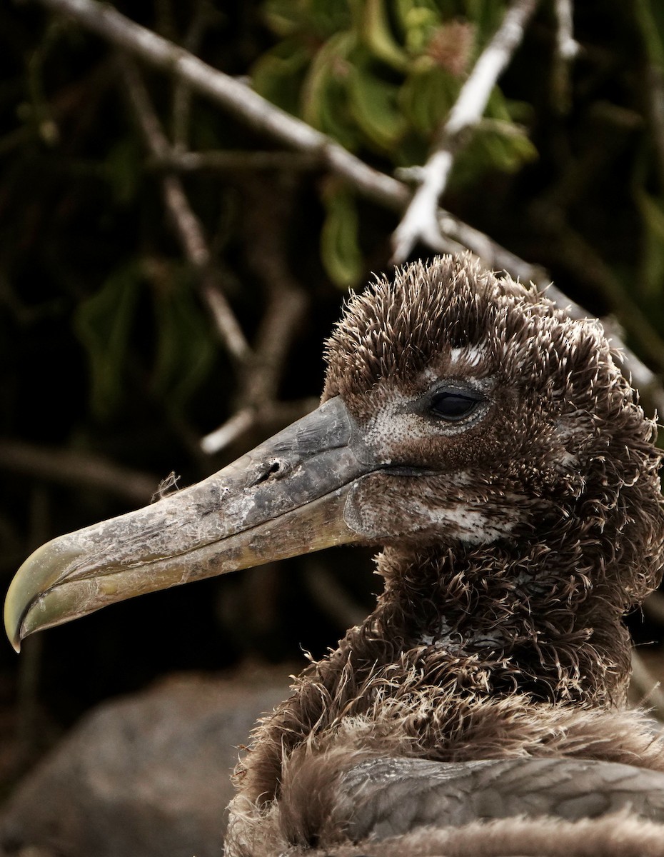 albatros galapážský - ML646003623