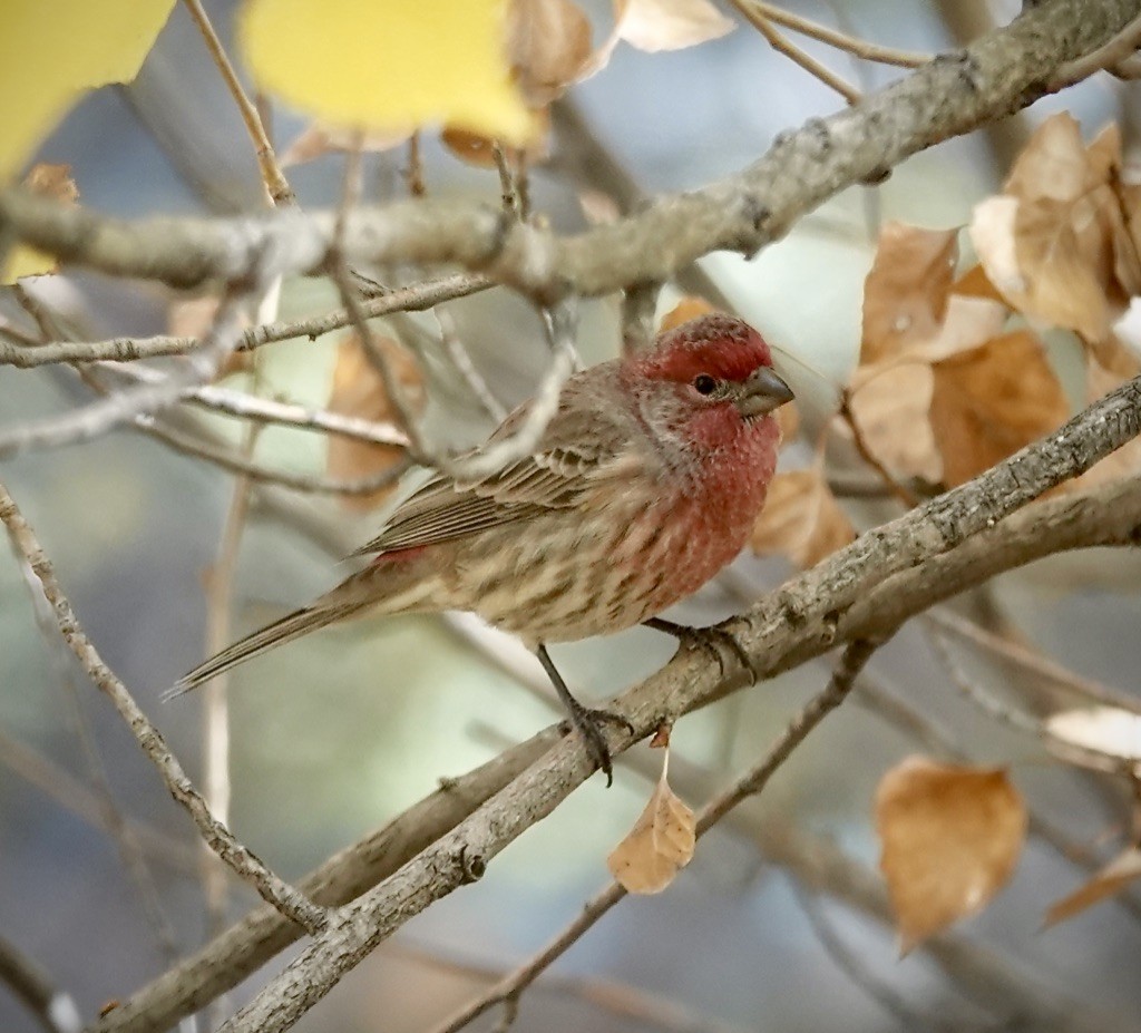 House Finch (Common) - ML646003629