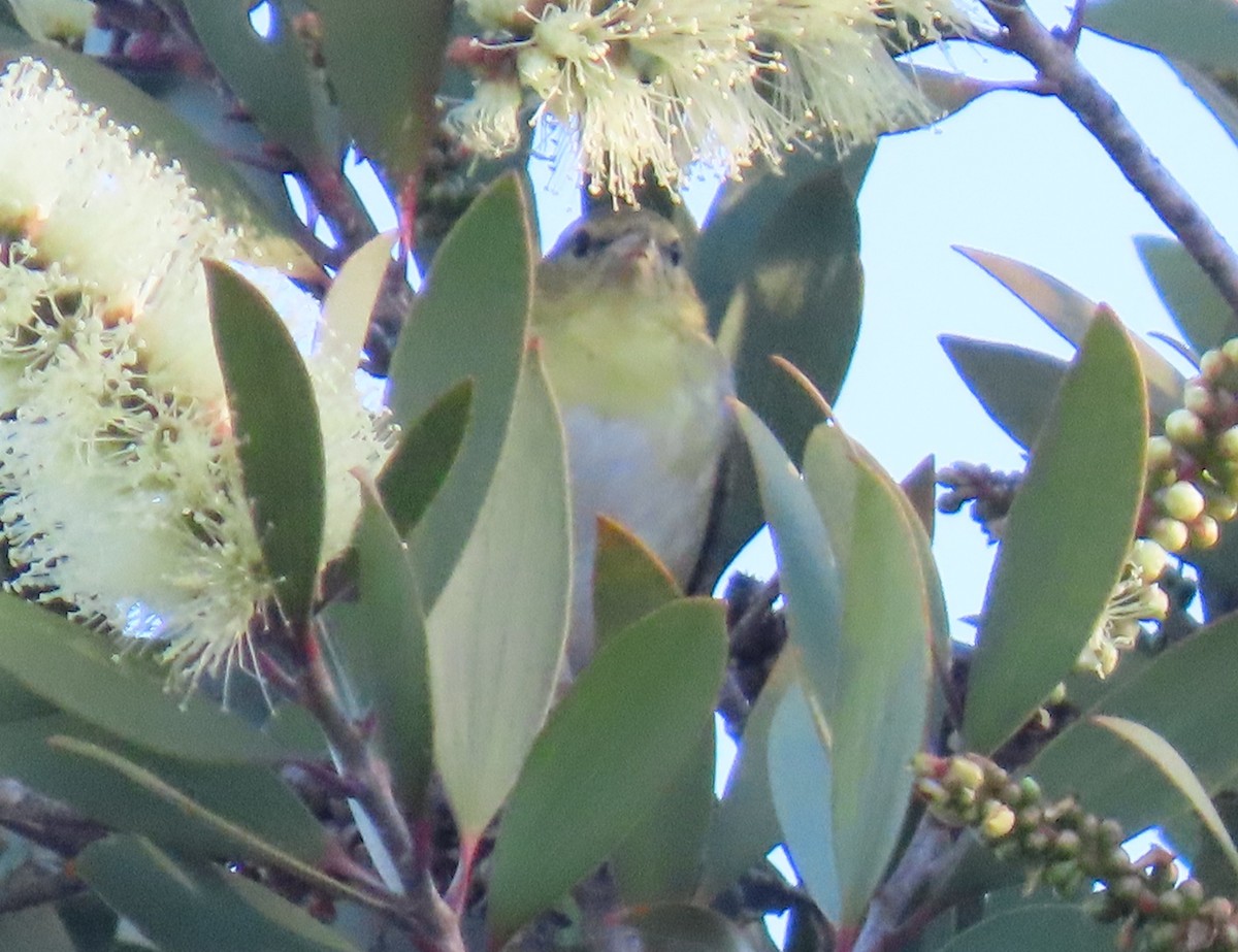 Tennessee Warbler - ML646003636