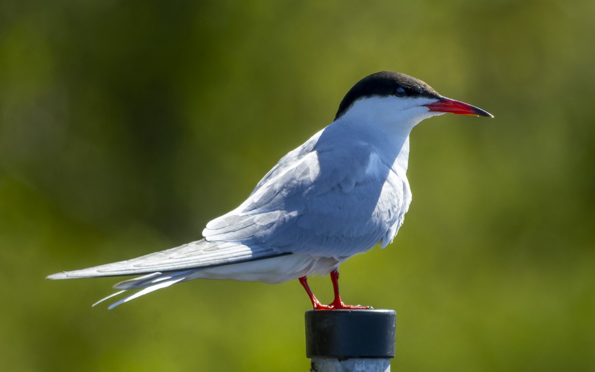 Common Tern - ML646003637