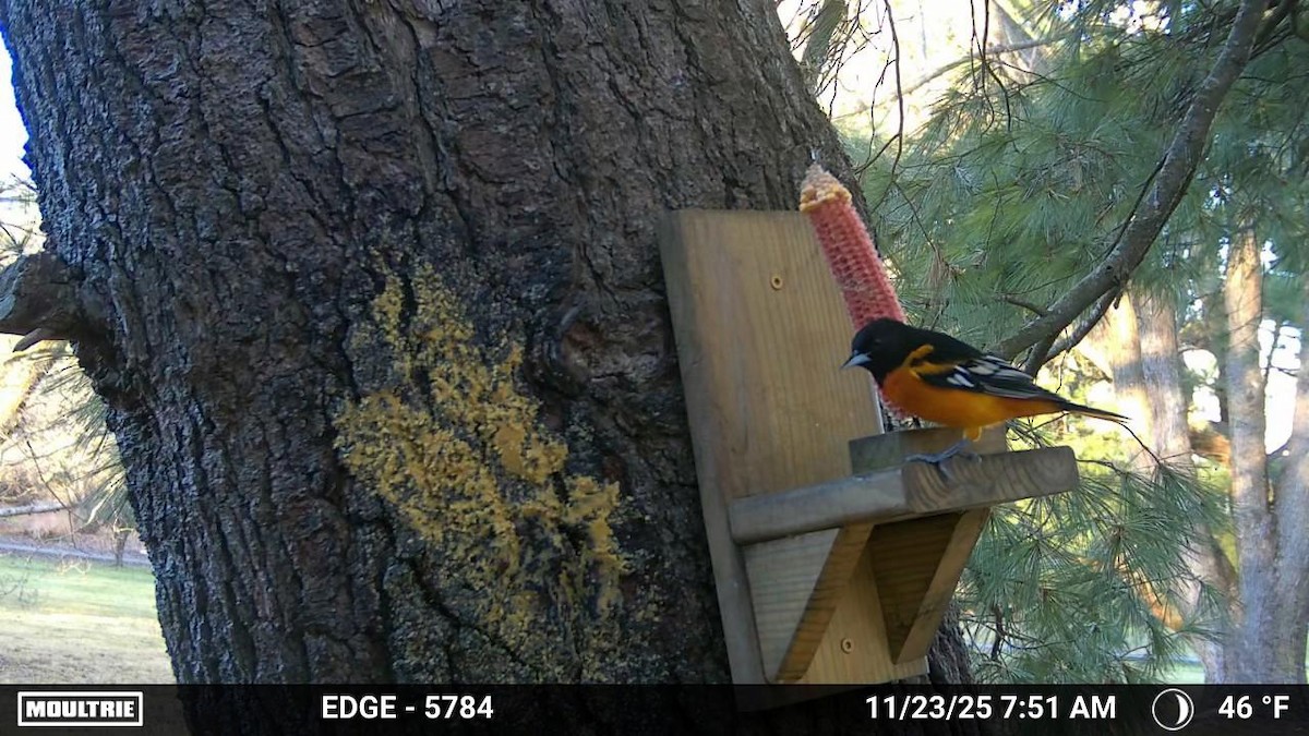 trupiál baltimorský - ML646003638