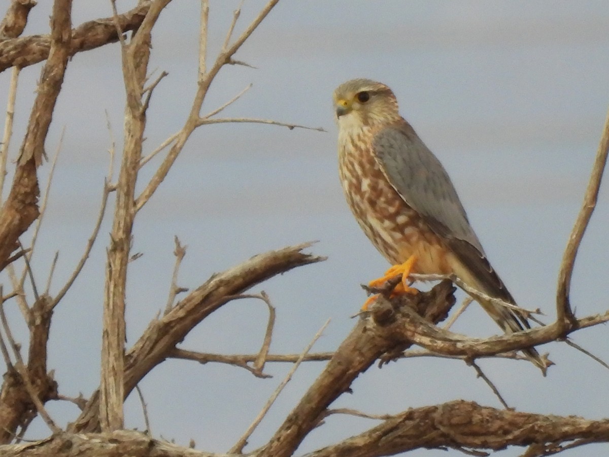 Merlin - ML646003642