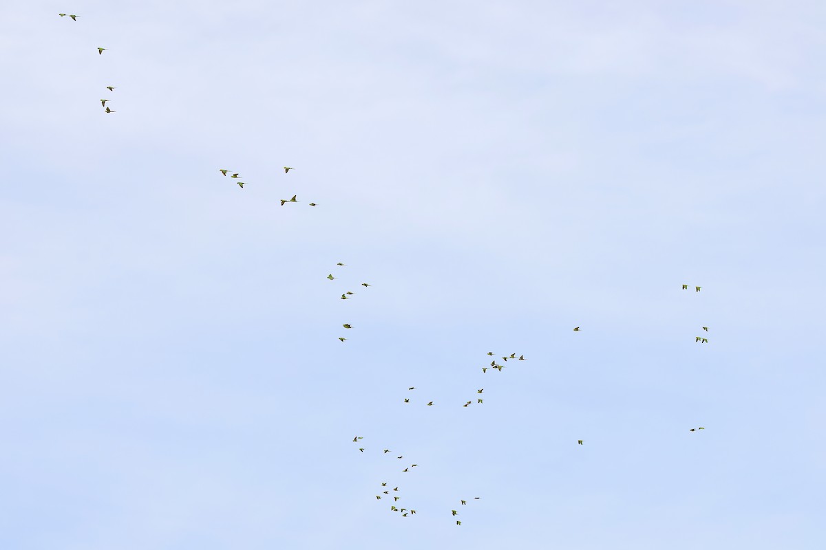 Sittich, unbestimmt - ML646003643