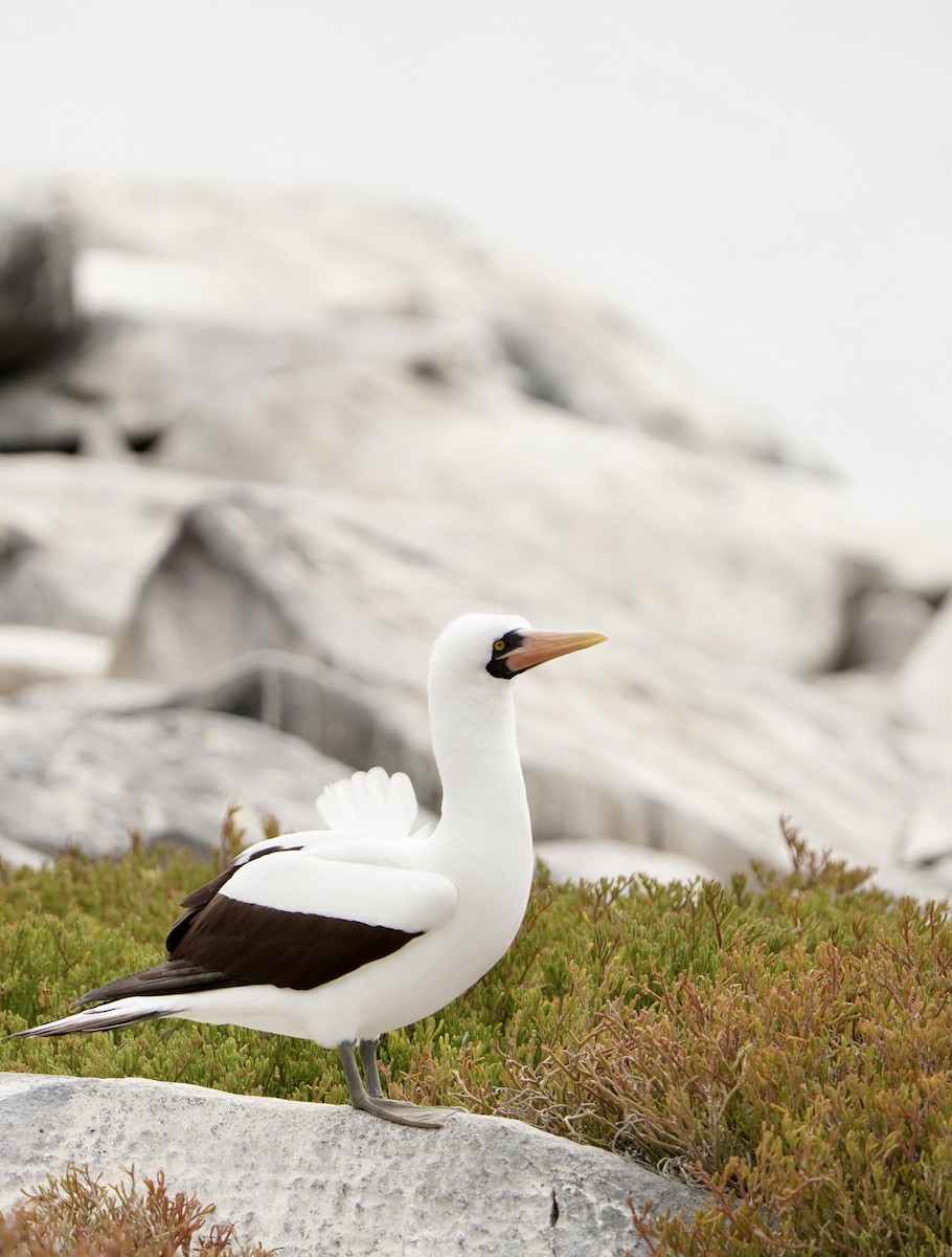 Nazca Booby - ML646003644
