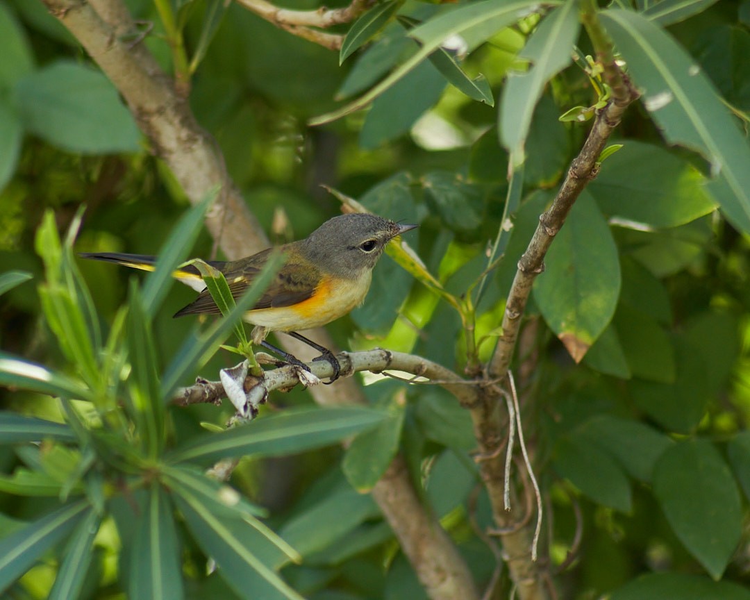 American Redstart - ML646003645