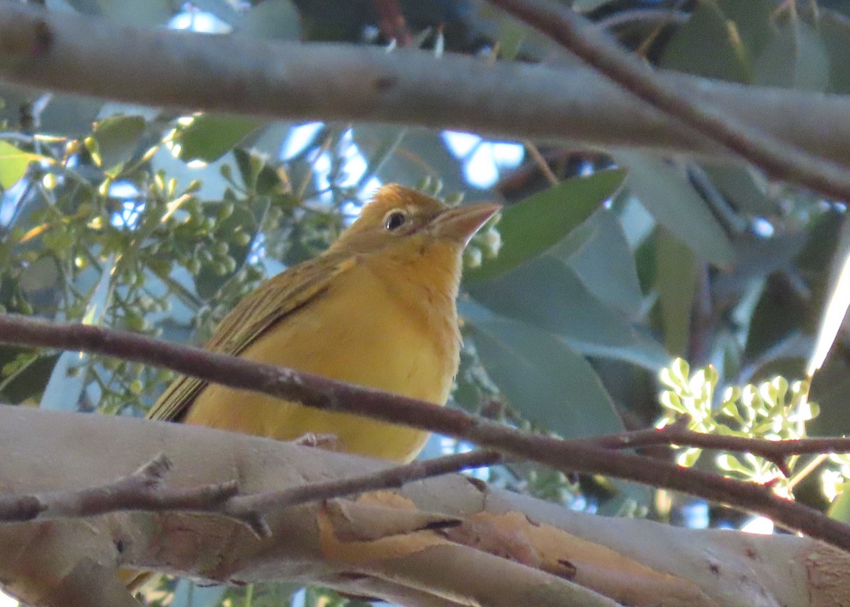 Summer Tanager - ML646003648