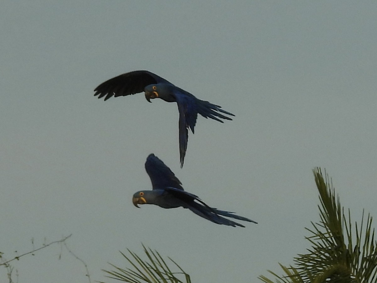 Hyacinth Macaw - ML646003649