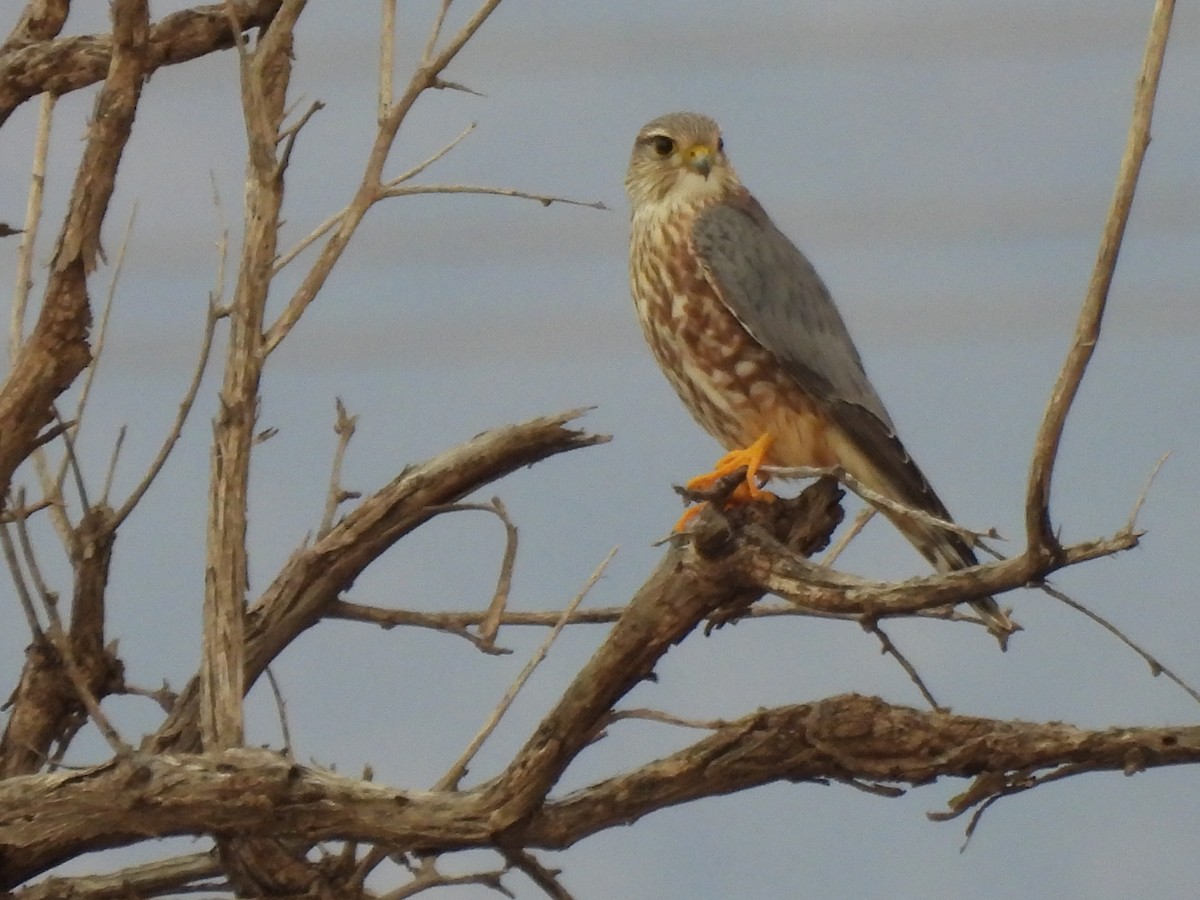 Merlin - ML646003650