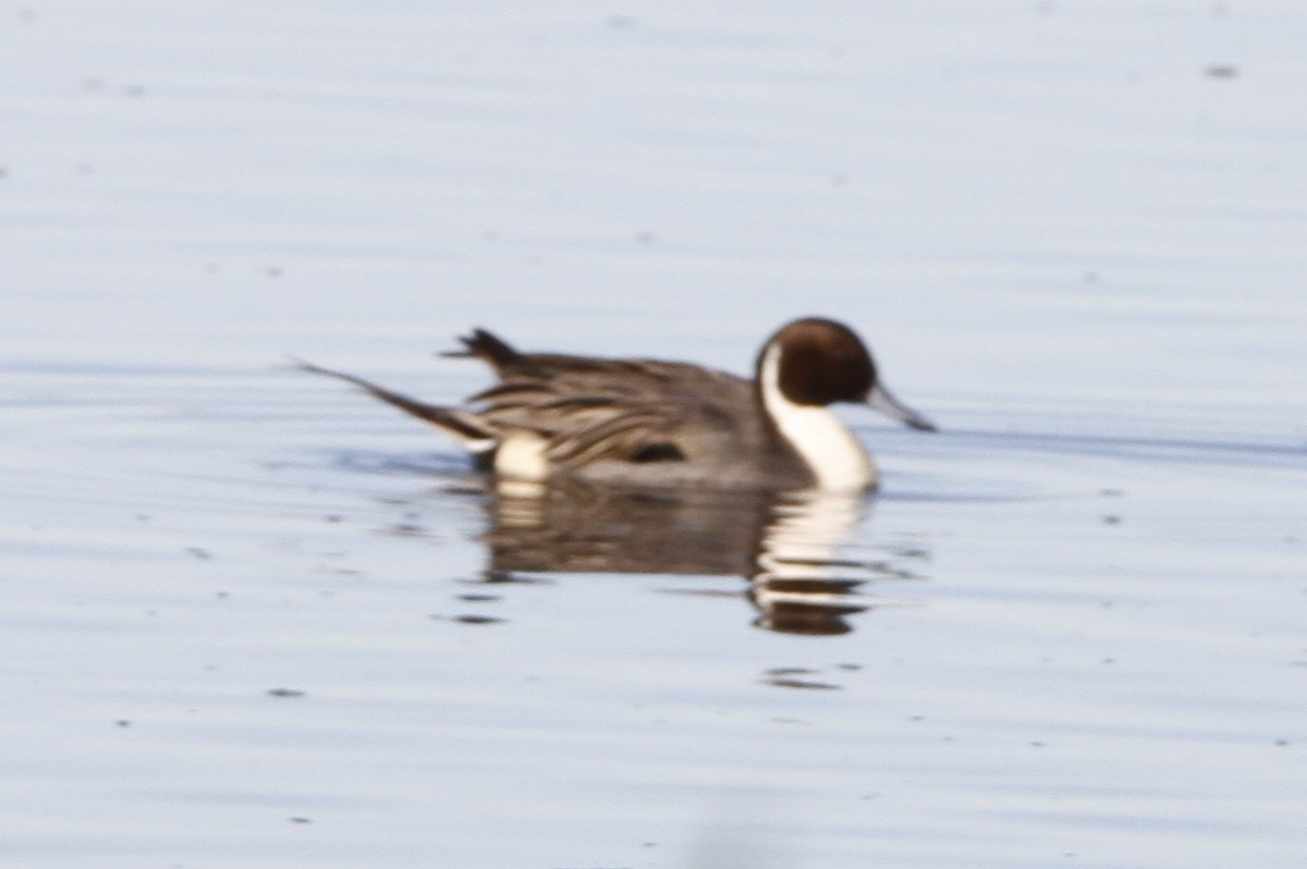 Ánade Rabudo - ML646003652