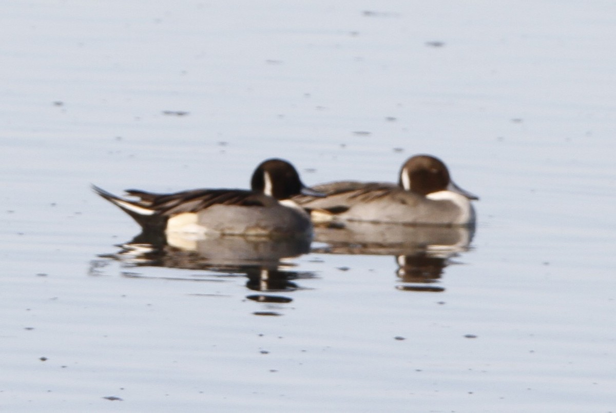 Ánade Rabudo - ML646003653