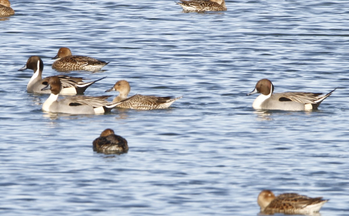 Ánade Rabudo - ML646003654