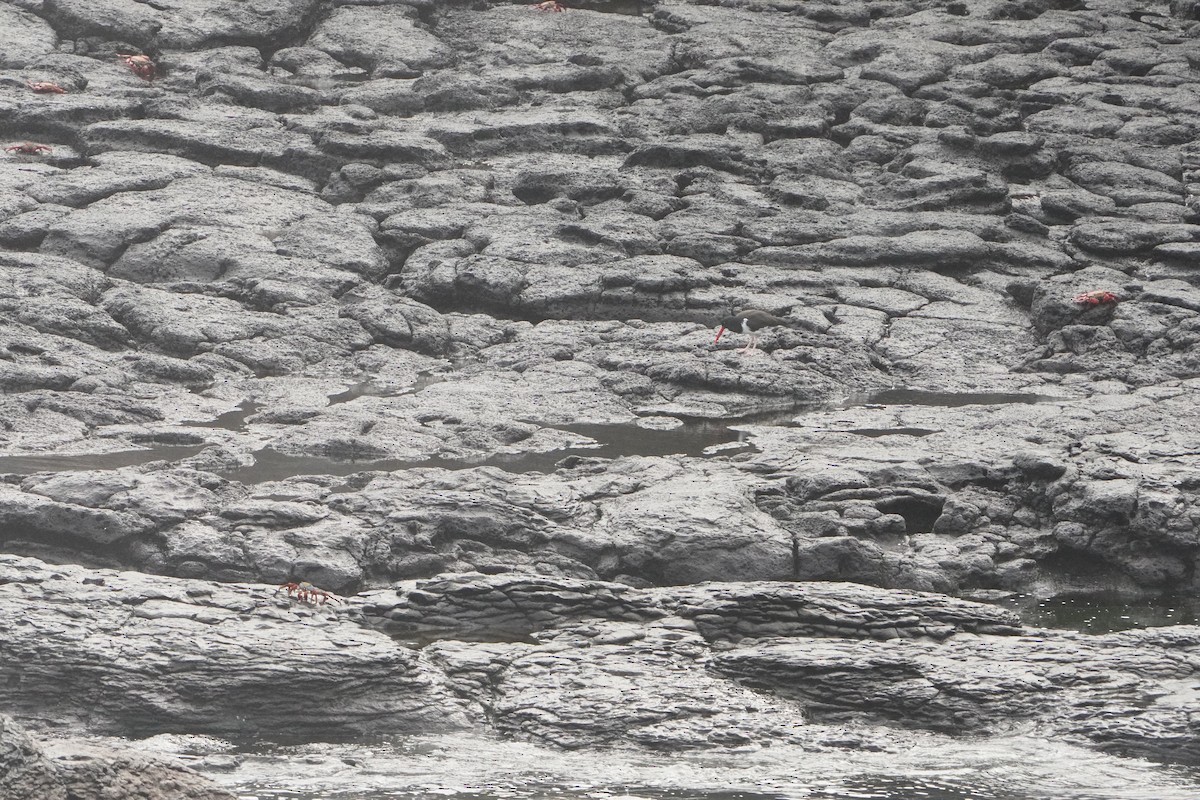 Braunmantel-Austernfischer - ML646003664