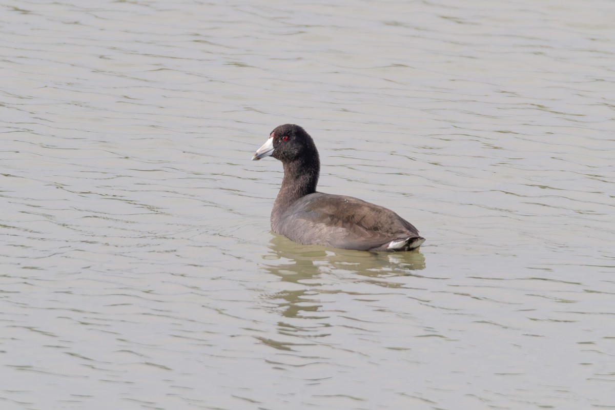 American Coot - ML646003667