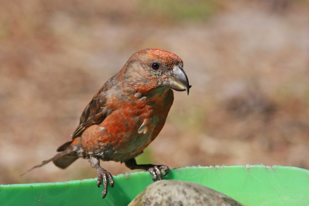 Kiefernkreuzschnabel - ML646003668