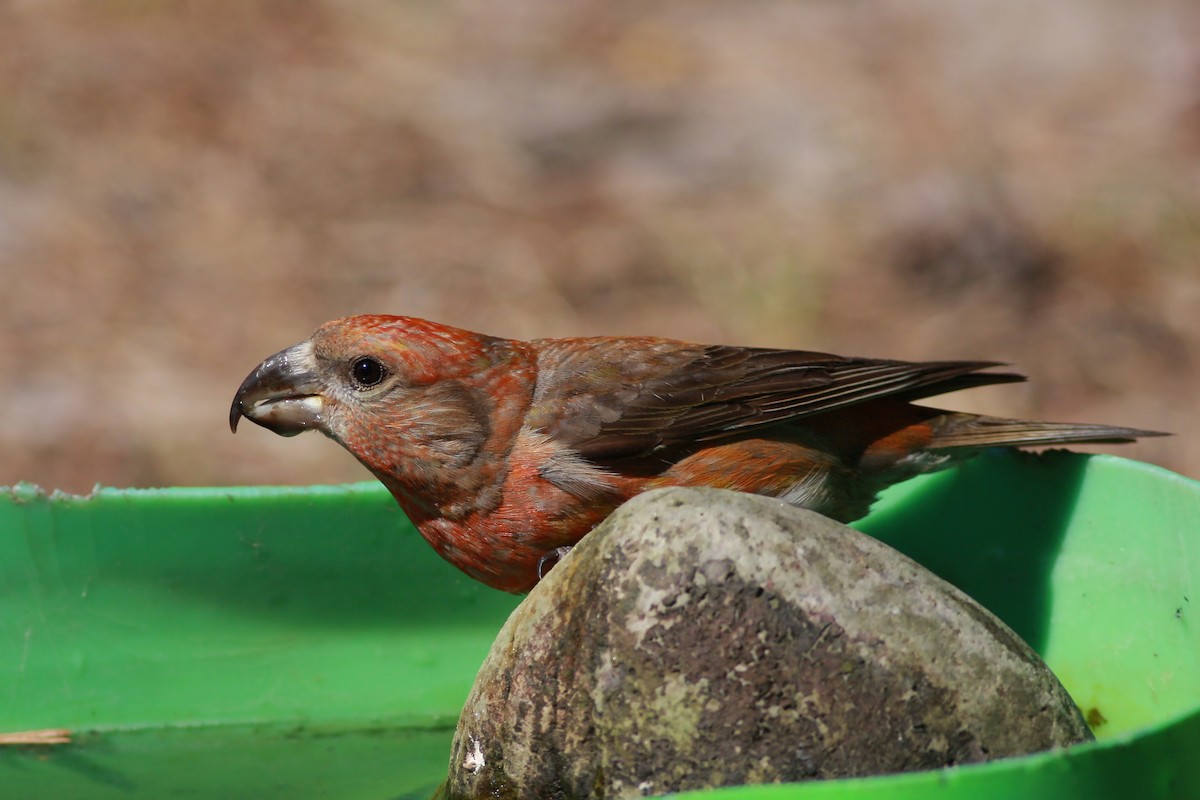 Kiefernkreuzschnabel - ML646003669