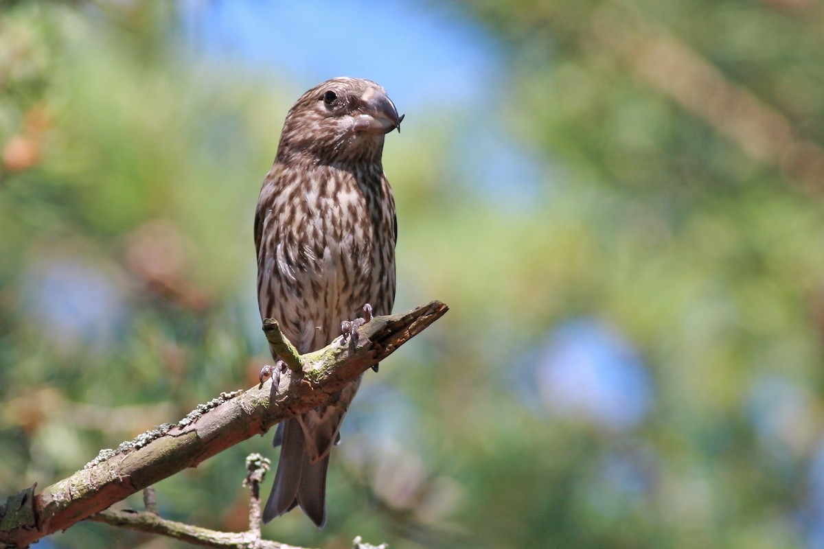 Kiefernkreuzschnabel - ML646003672