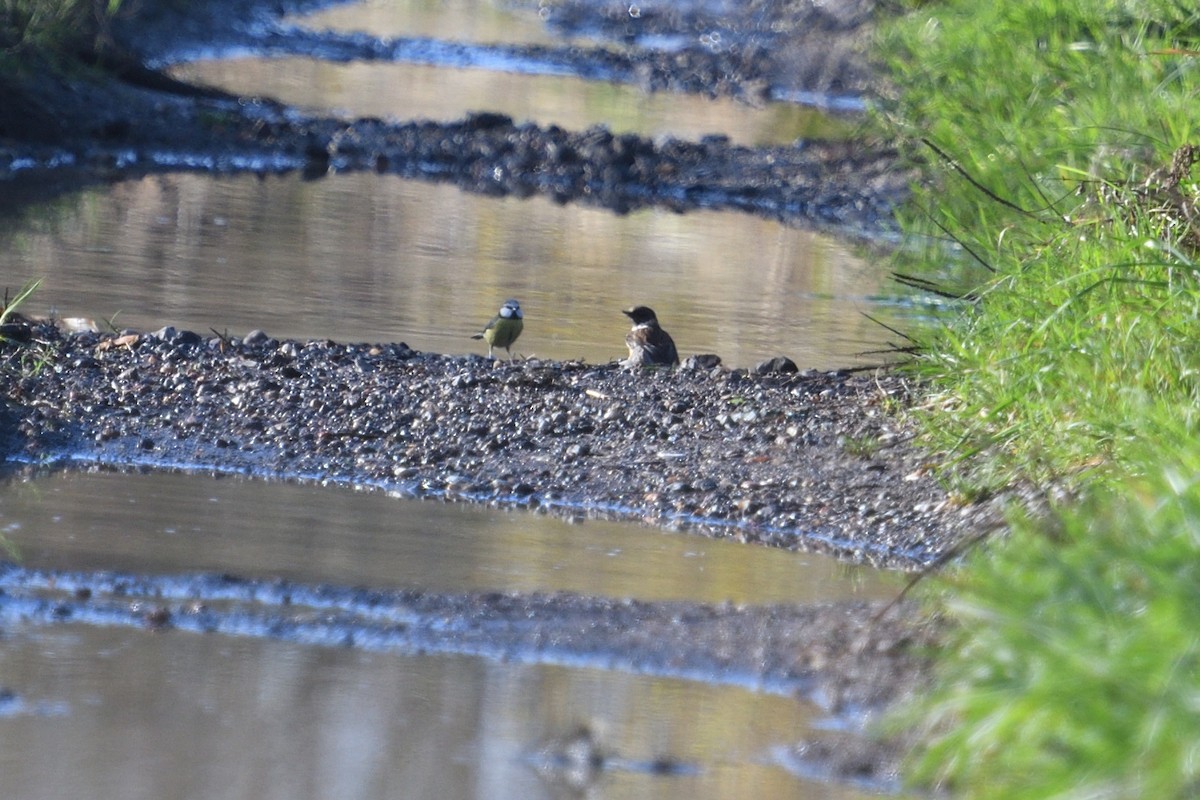 Schwarzkehlchen - ML646003673