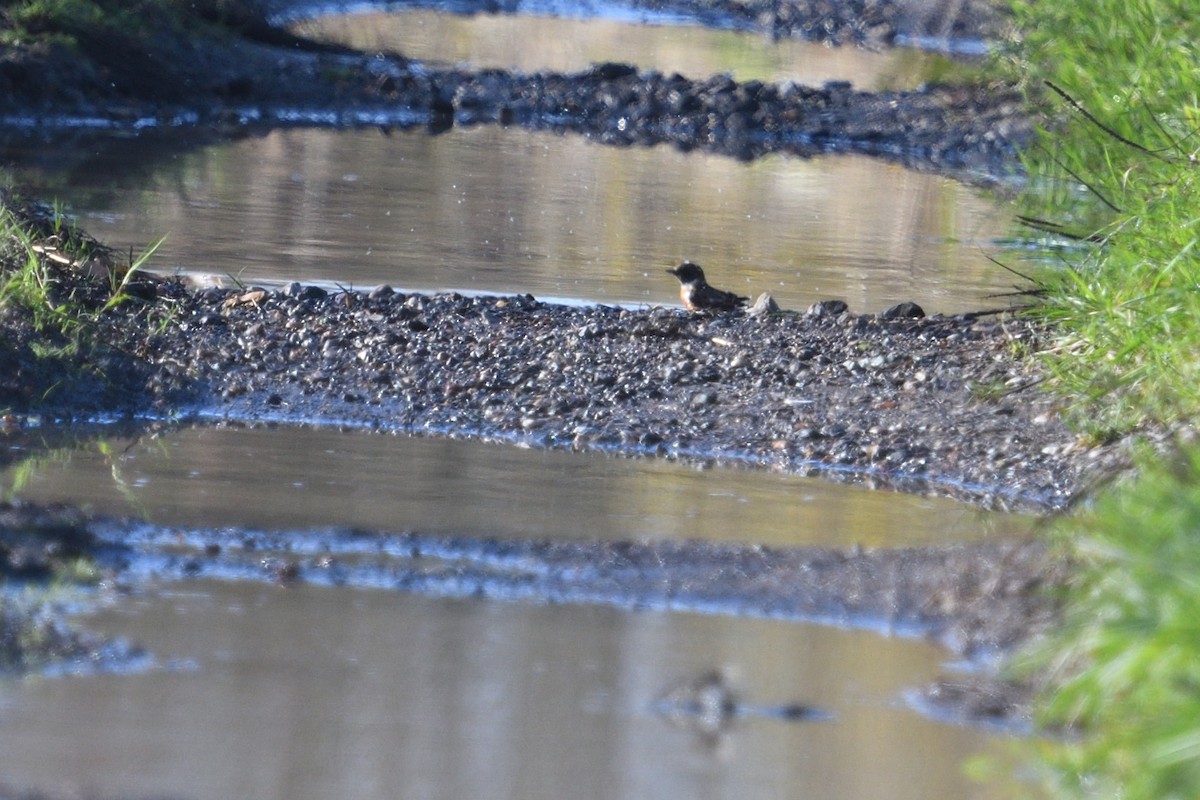 Schwarzkehlchen - ML646003674