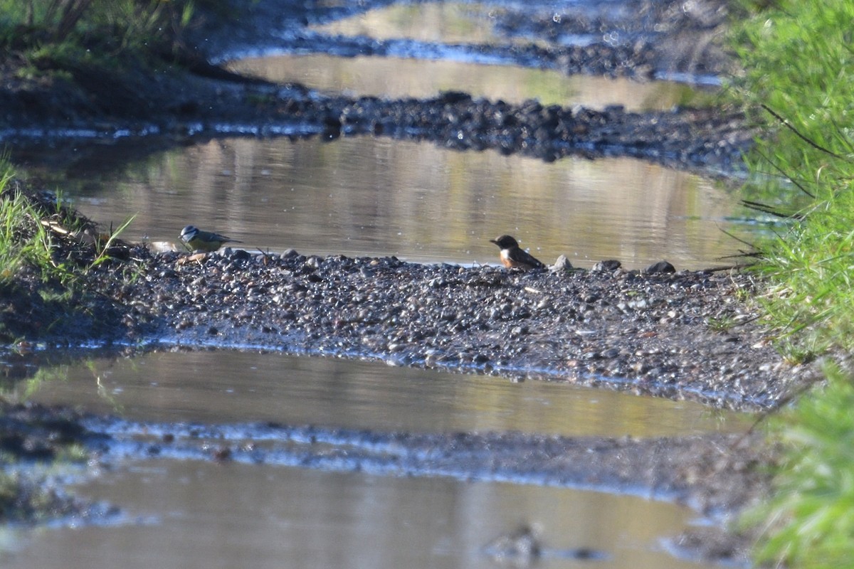 Schwarzkehlchen - ML646003675