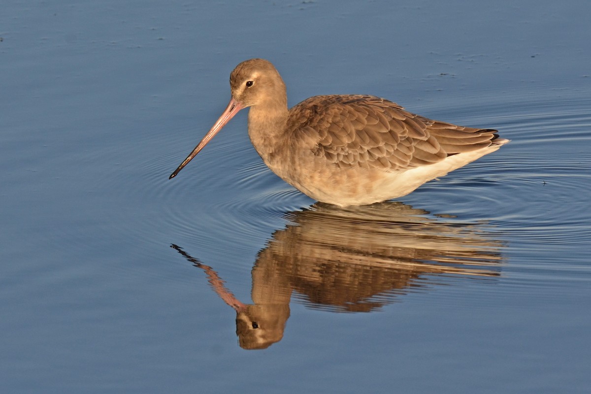 Uferschnepfe - ML646003676