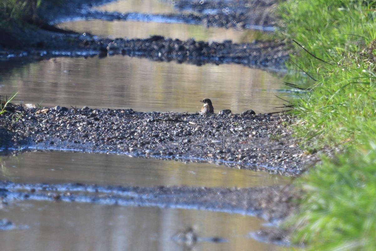 Schwarzkehlchen - ML646003677