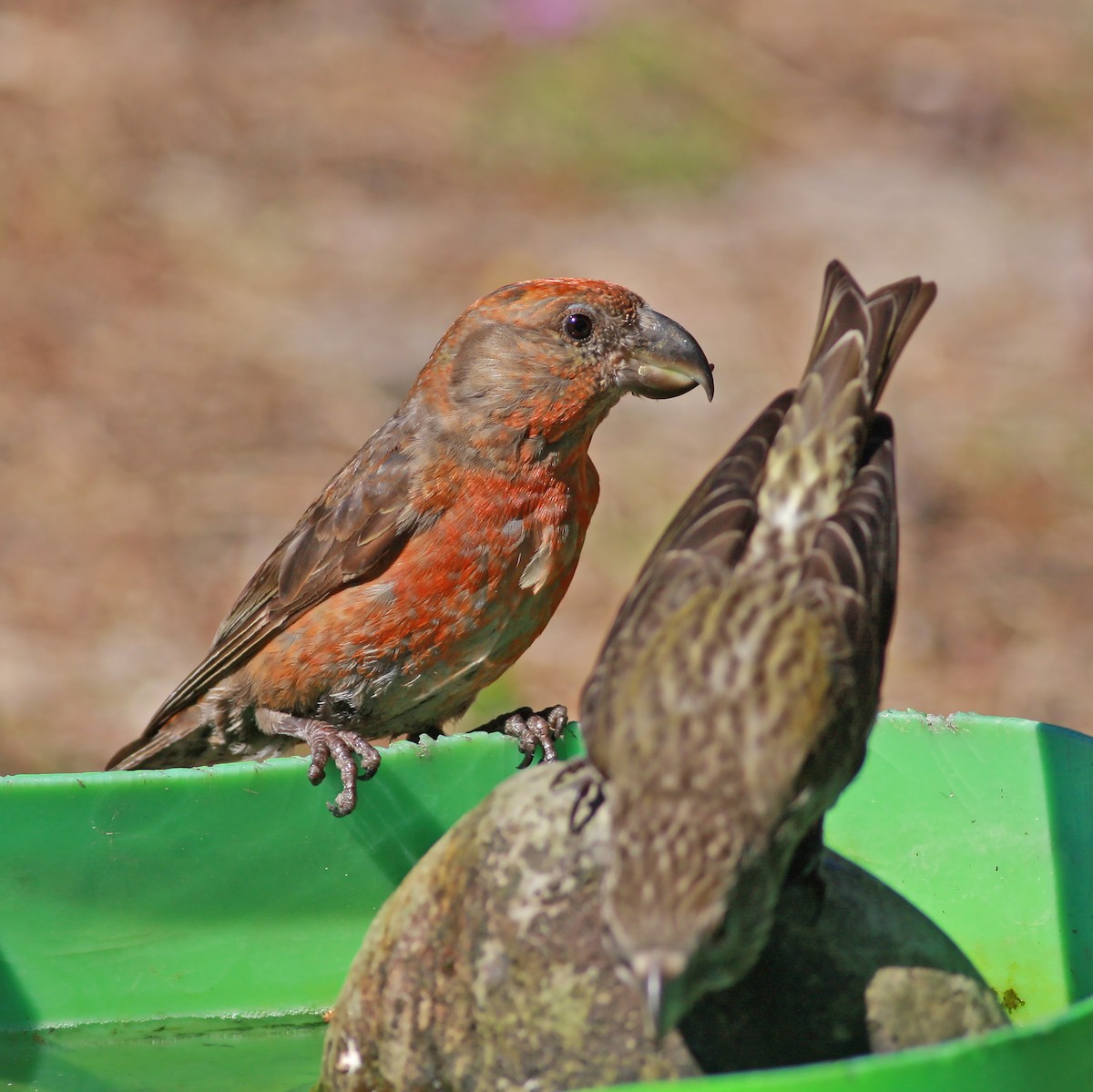 Kiefernkreuzschnabel - ML646003678