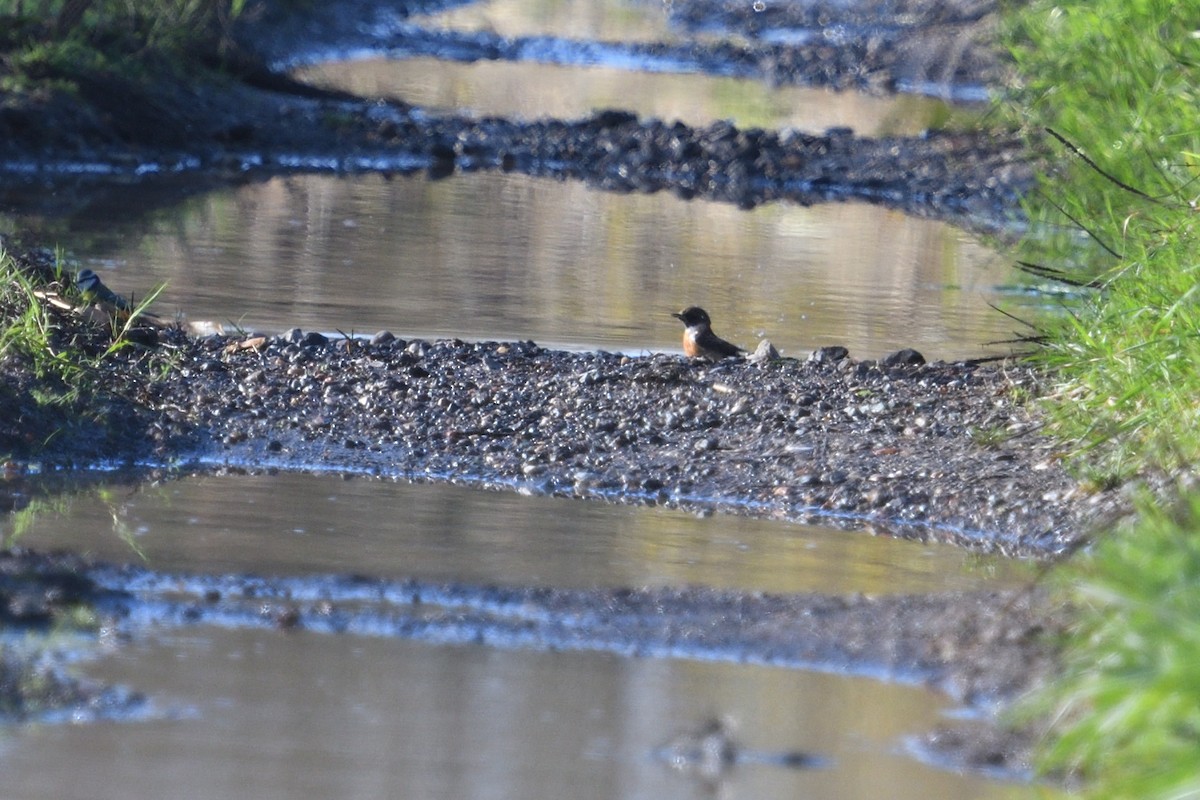 Schwarzkehlchen - ML646003679