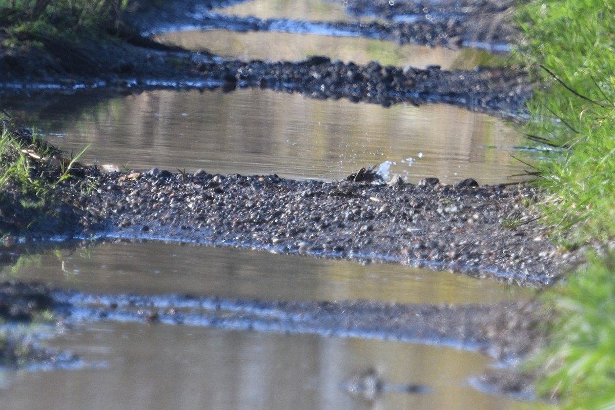 Schwarzkehlchen - ML646003680