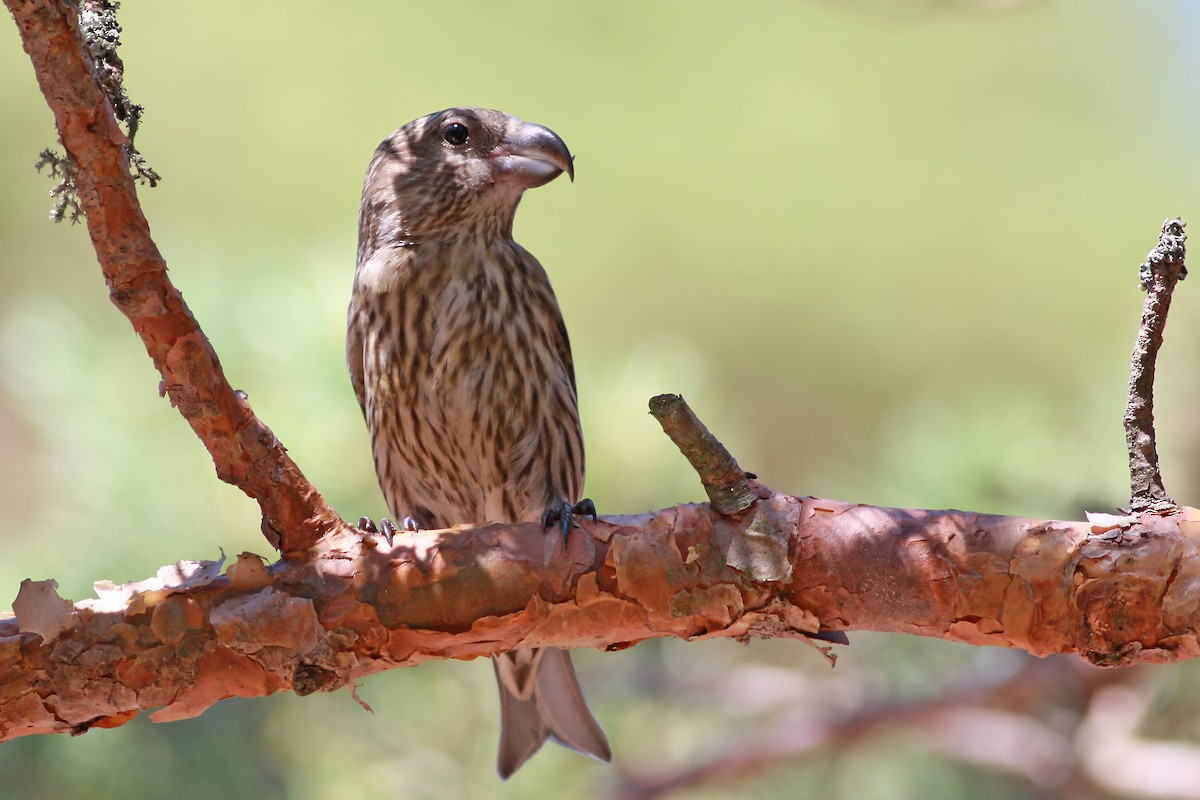 Kiefernkreuzschnabel - ML646003681