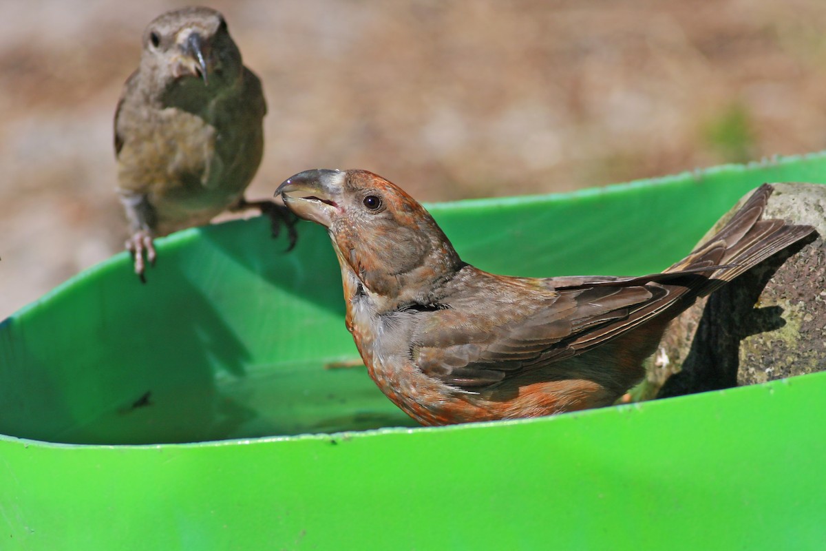 Kiefernkreuzschnabel - ML646003683