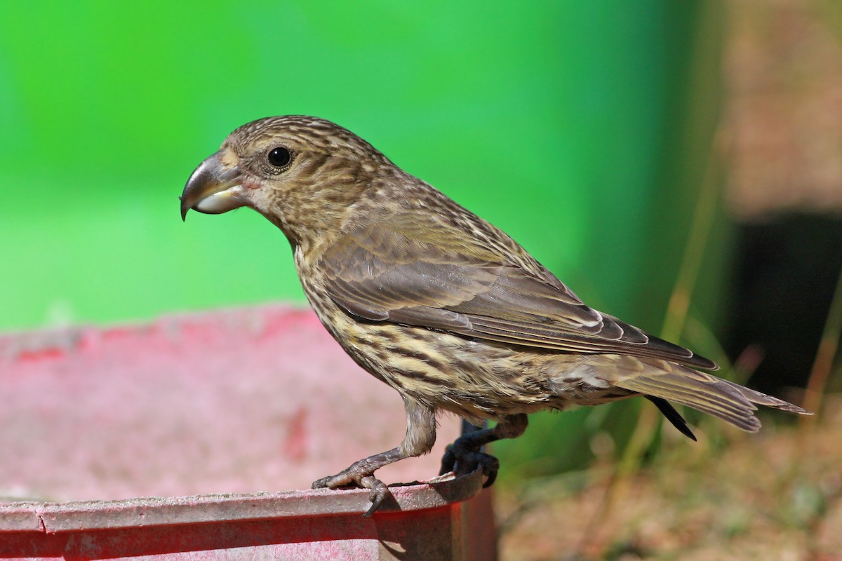 Kiefernkreuzschnabel - ML646003684