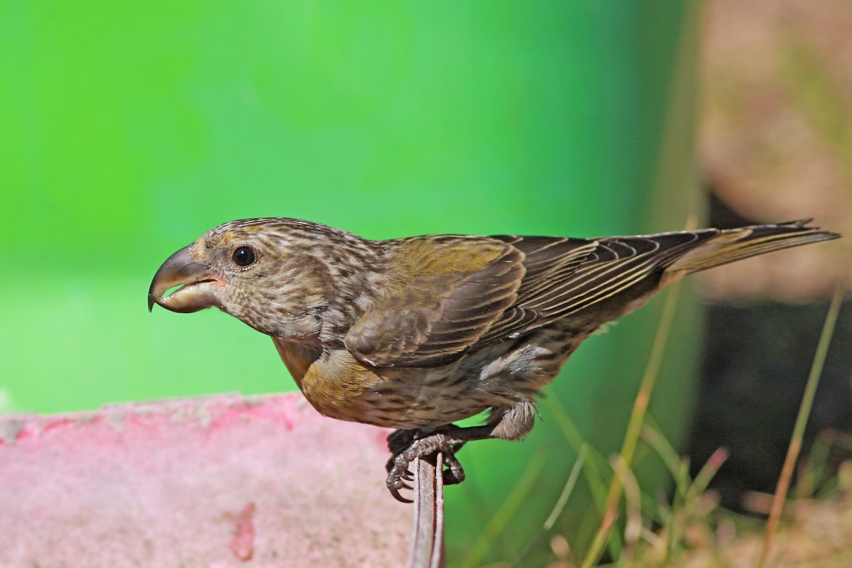 Kiefernkreuzschnabel - ML646003685