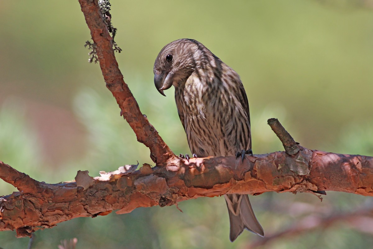 Kiefernkreuzschnabel - ML646003686