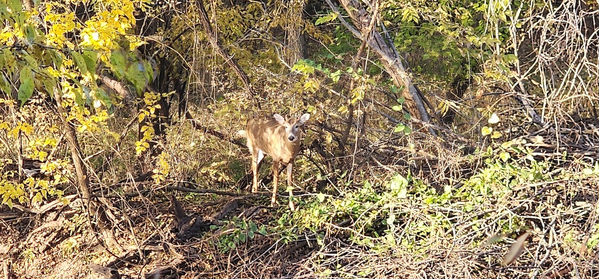 White-tailed Deer - ML646003687