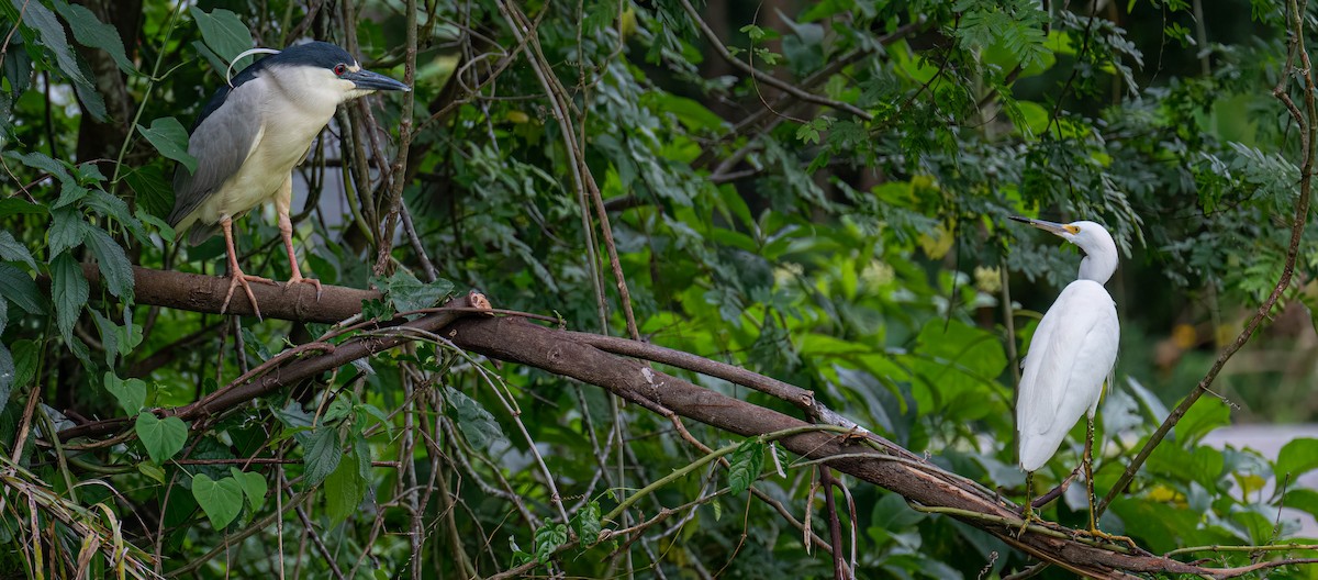 Schmuckreiher - ML646003688