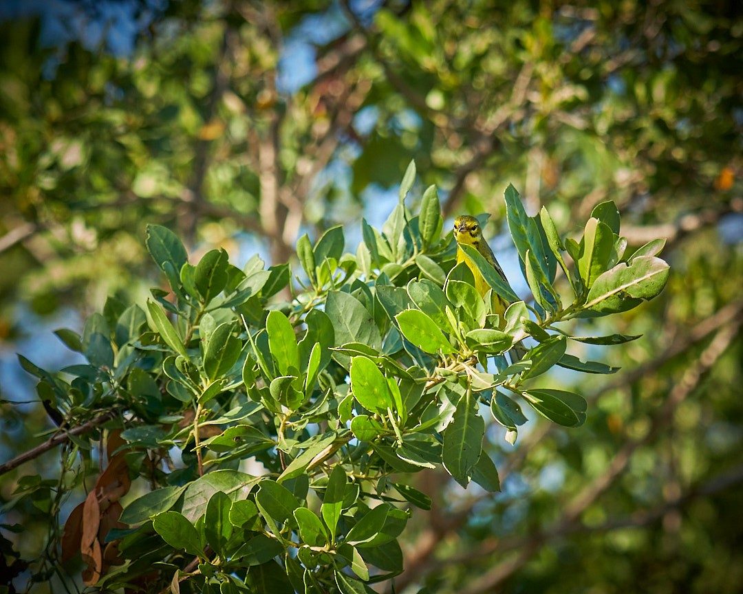 Rotmantel-Waldsänger - ML646003689