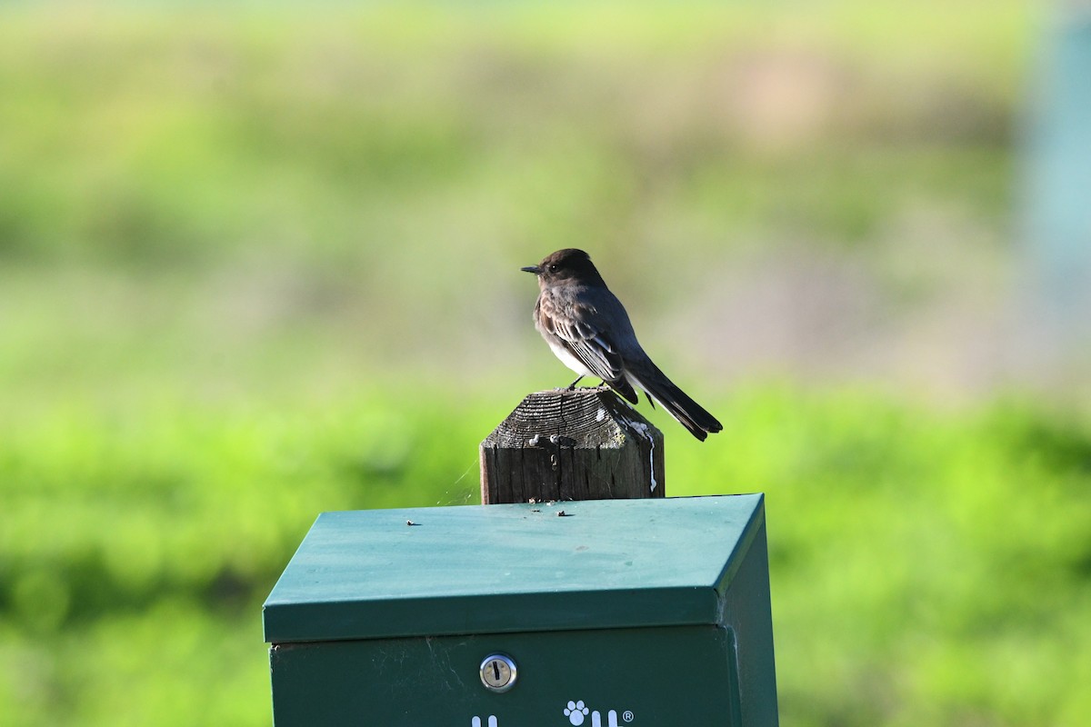 Schwarzkopf-Phoebetyrann - ML646003690