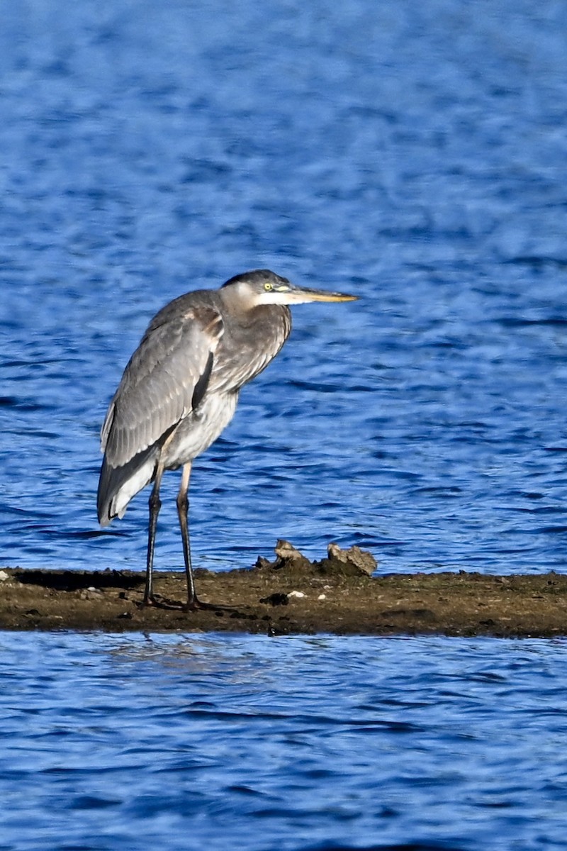 Kanadareiher - ML646003691