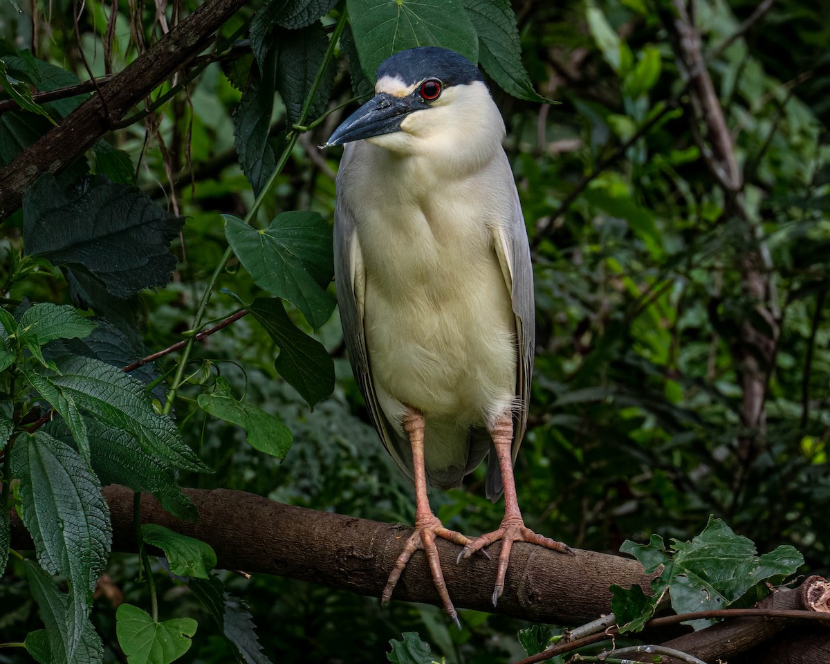 Nachtreiher - ML646003696