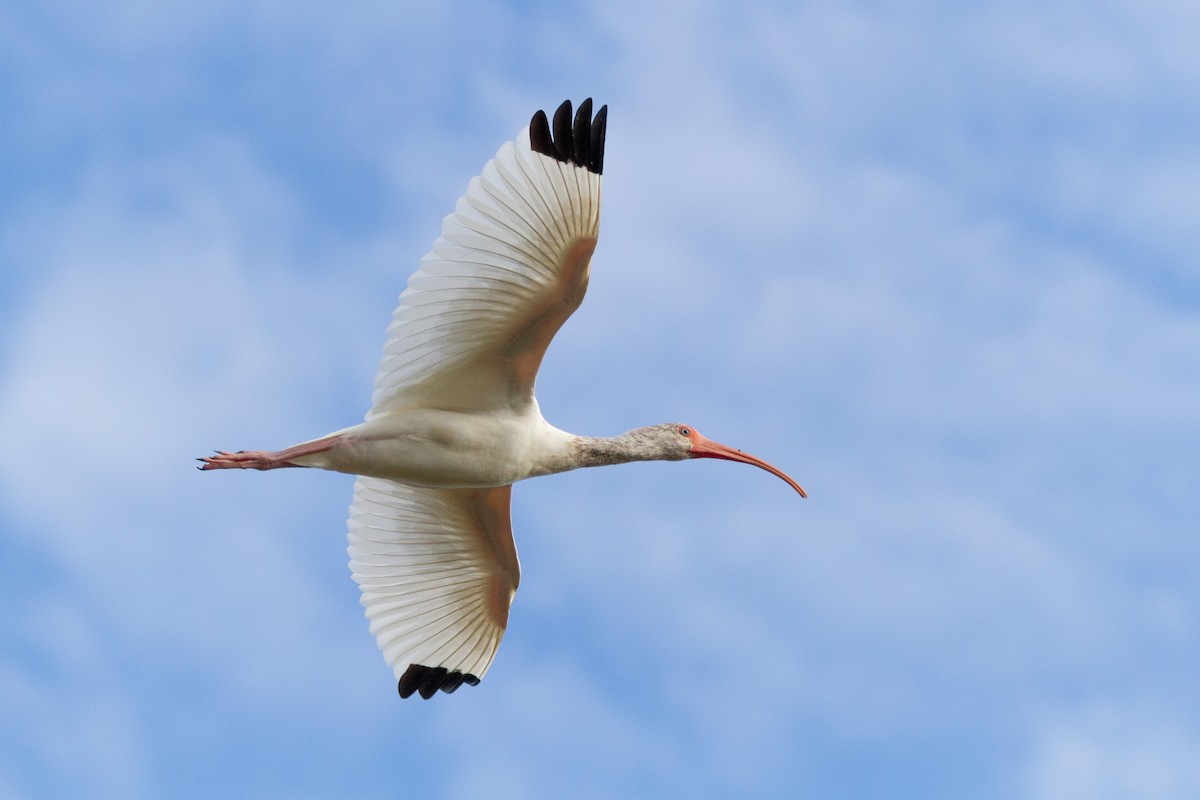 White Ibis - ML646003697