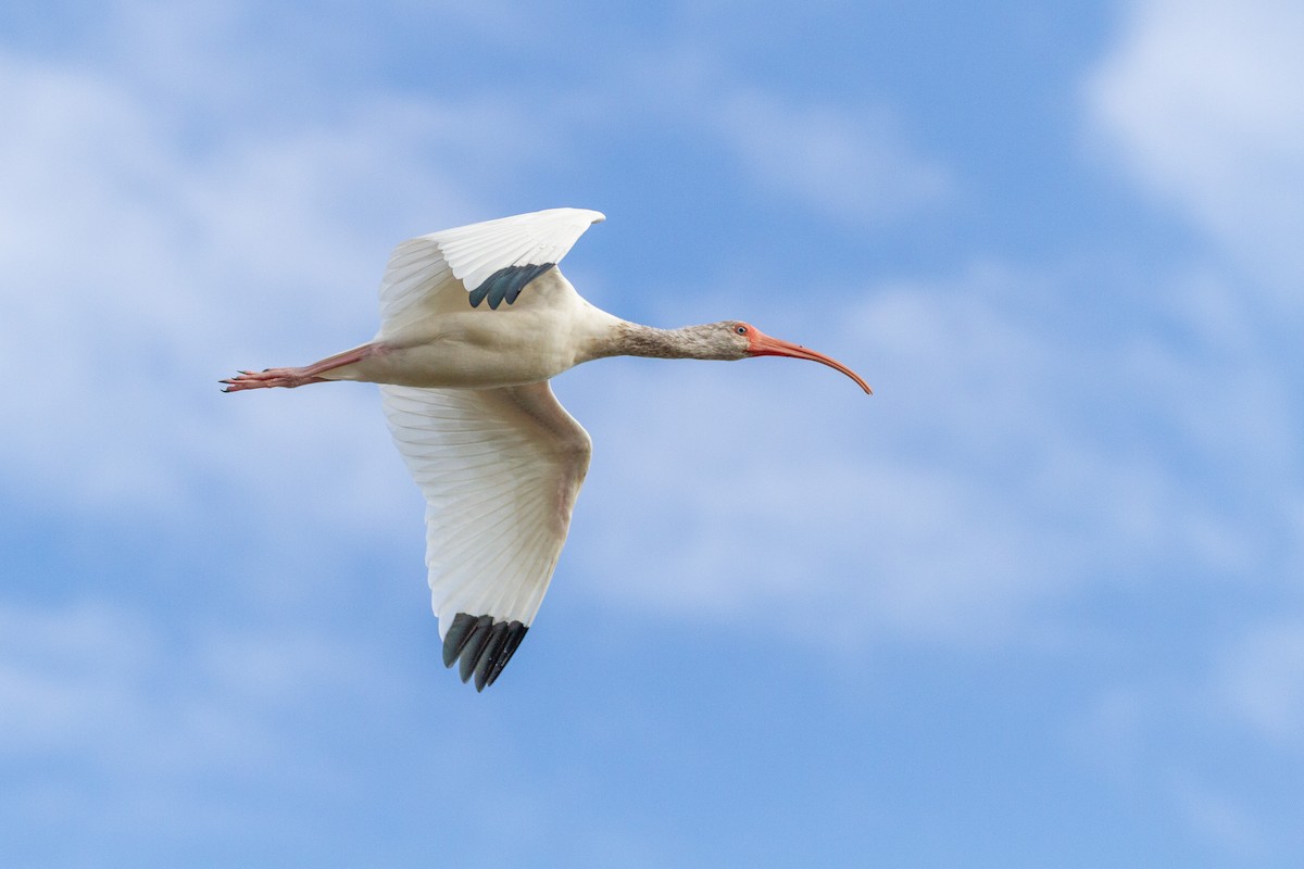 Schneesichler - ML646003698