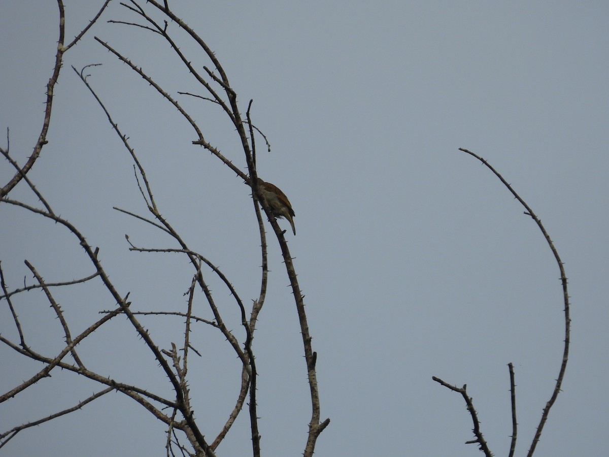 Nasenstreif-Honiganzeiger (Dickschnabel-Honiganzeiger) - ML646003699