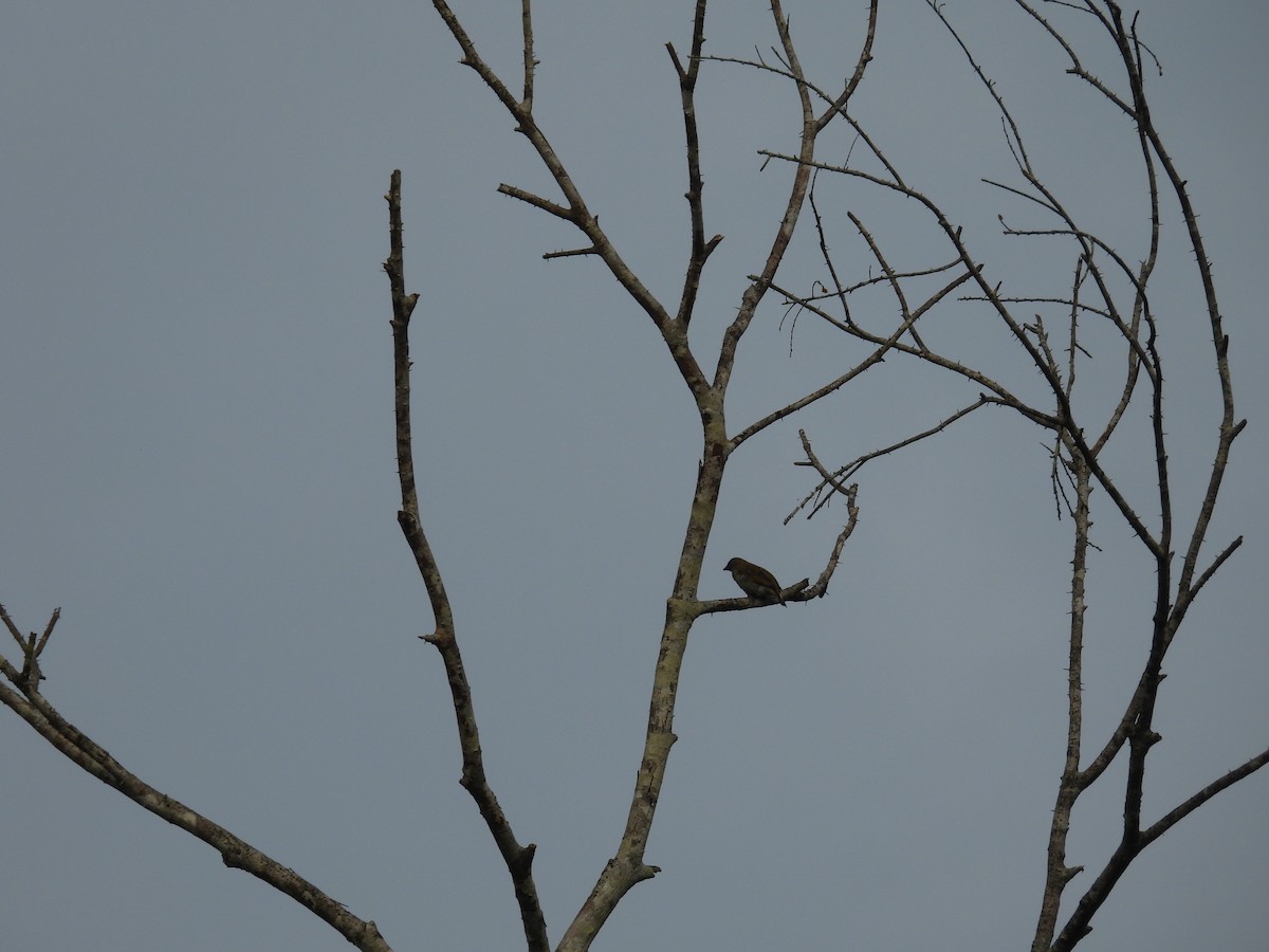 Nasenstreif-Honiganzeiger (Dickschnabel-Honiganzeiger) - ML646003700