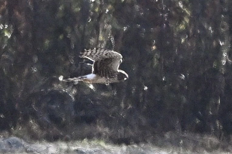 Hudsonweihe - ML646003701