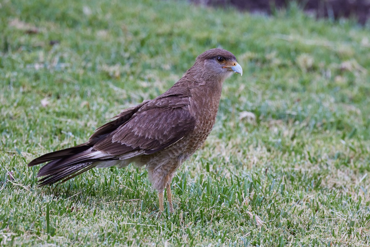 Chimangokarakara - ML646003706