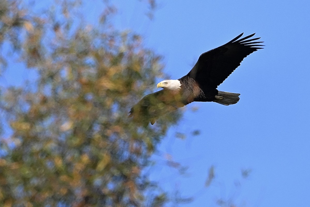 Weißkopf-Seeadler - ML646003707