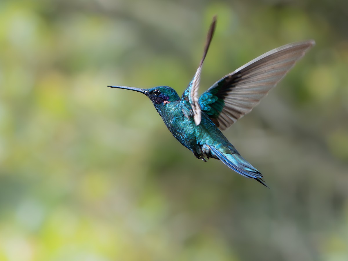 Колібрі синьочеревий - ML646003722