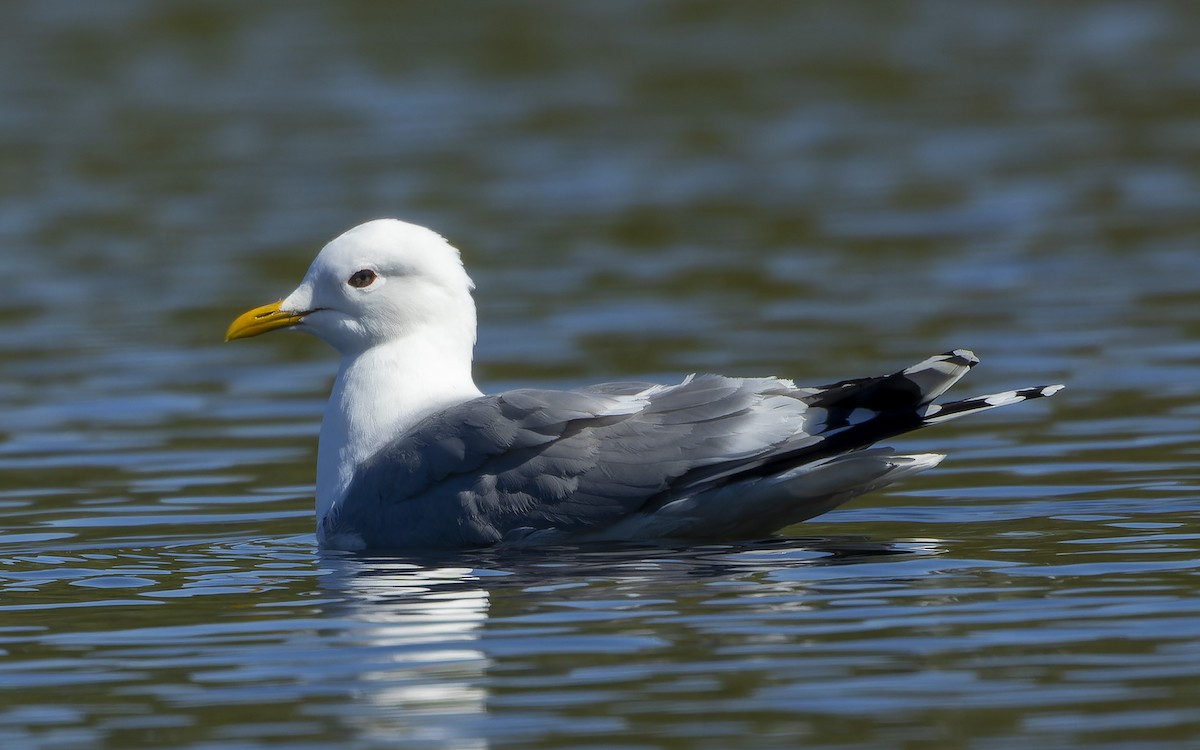 Common Gull - ML646003729